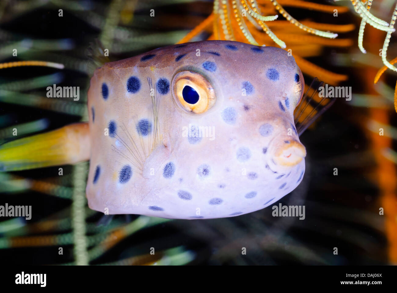 juvenile Yellow boxfish, Ostracion cubicus, night coloration, Lembeh Strait, Sulawesi, Indonesia, Pacific Stock Photo