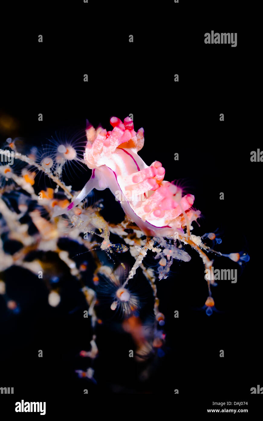 Aeolid nudibranch or sea slug, Coryphellina flamma, with Skeleton shrimp, Caprella sp., Lembeh Strait, Sulawesi Stock Photo