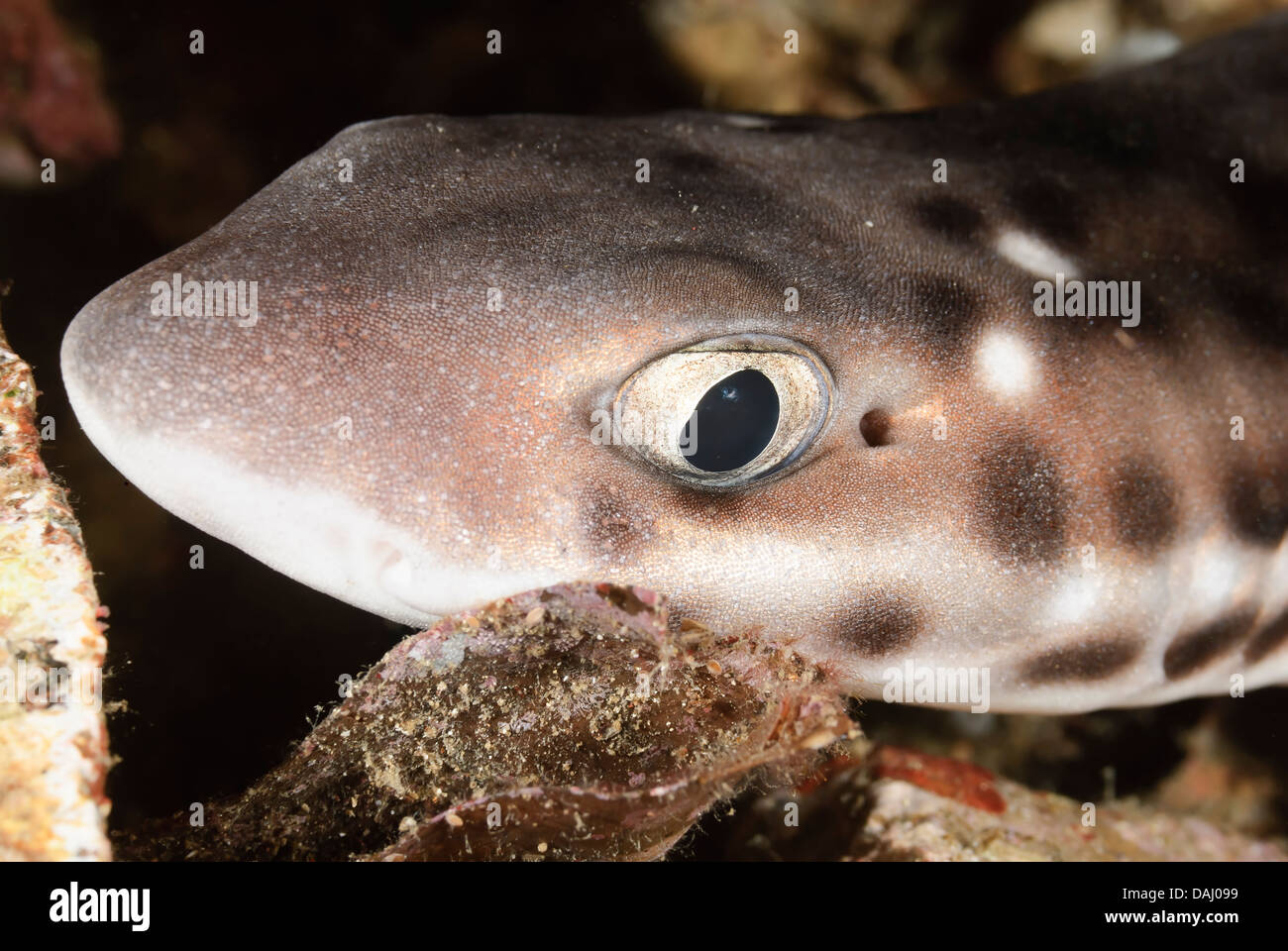 Coral cat shark, Atelomycterus marmoratus, asleep in the shallows at night, Lembeh Strait, Sulawesi, Indonesia, Pacific Stock Photo