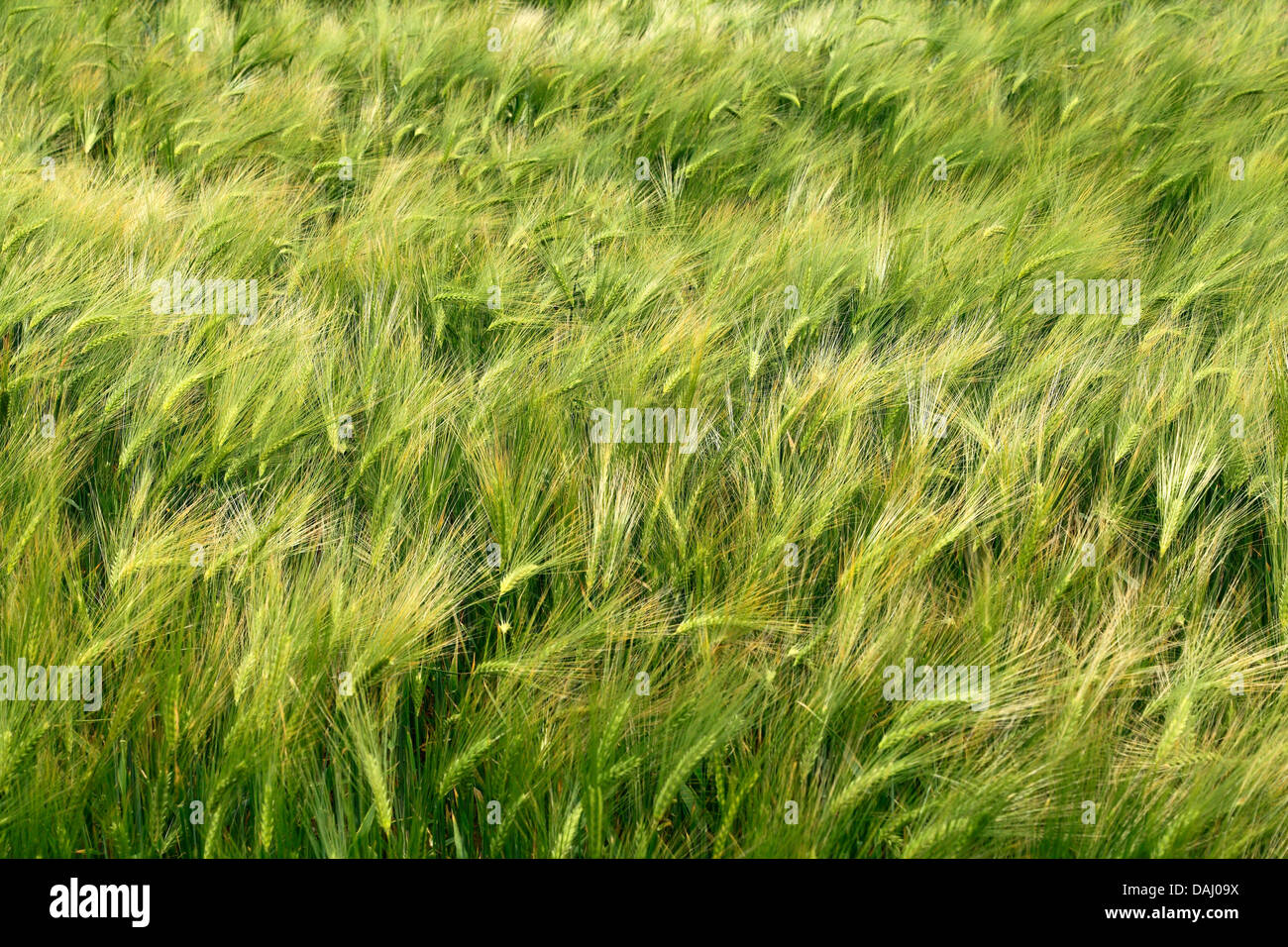 Barley Field, Hordeum vulgare, agriculture crop fields, England UK Stock Photo