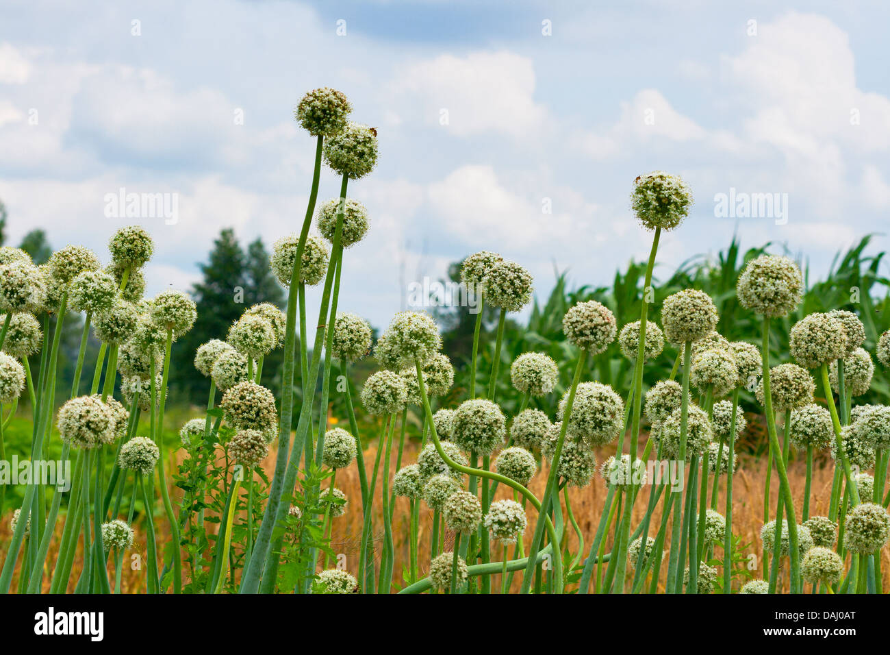 White flowering onion field in Ukraine Stock Photo Alamy