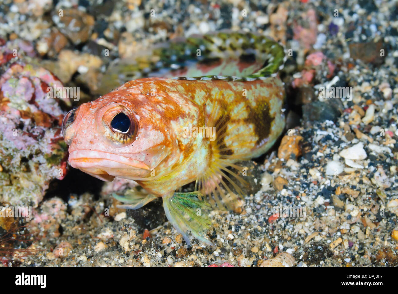 Brownblotch jawfish, Opistognathus sp., Lembeh Strait, Sulawesi, Indonesia, Pacific Stock Photo
