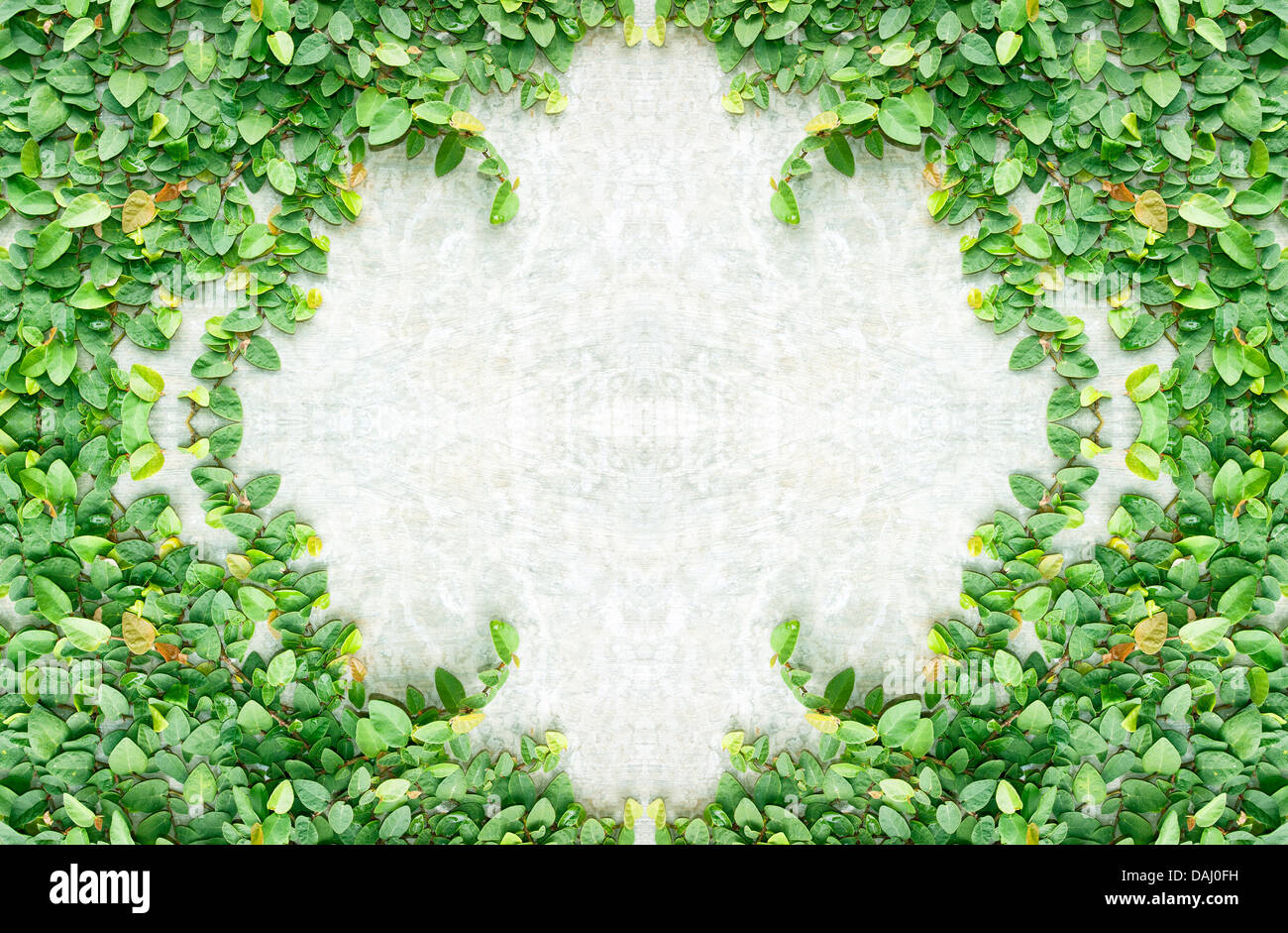 Climbing fig tree and white wall old Stock Photo Alamy