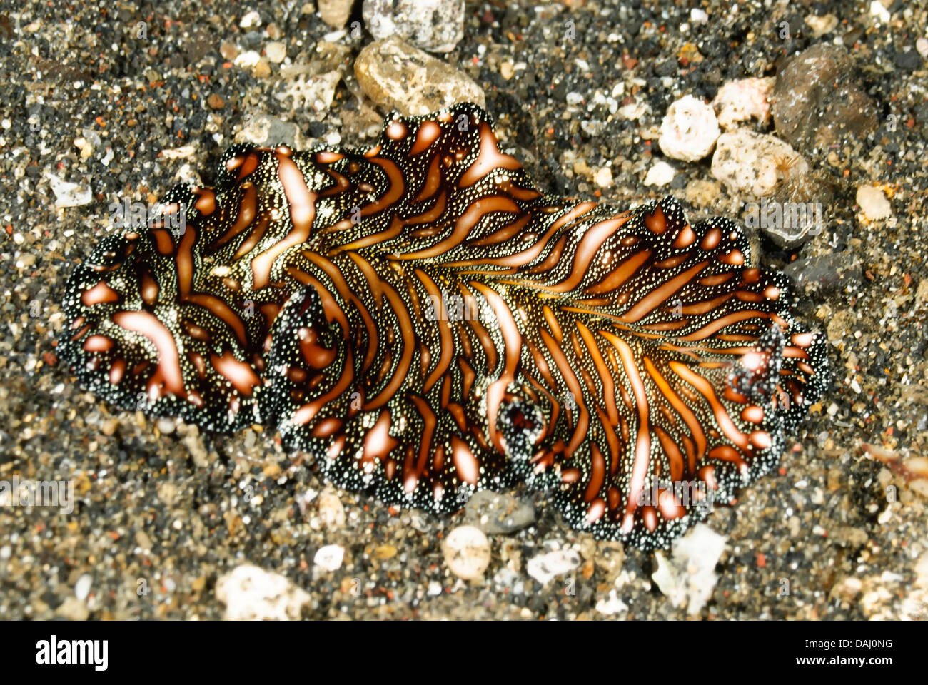 Persian carpet flatworm, Pseudobiceros bedfordi, Lembeh Strait, Sulawesi, Indonesia, Pacific Stock Photo