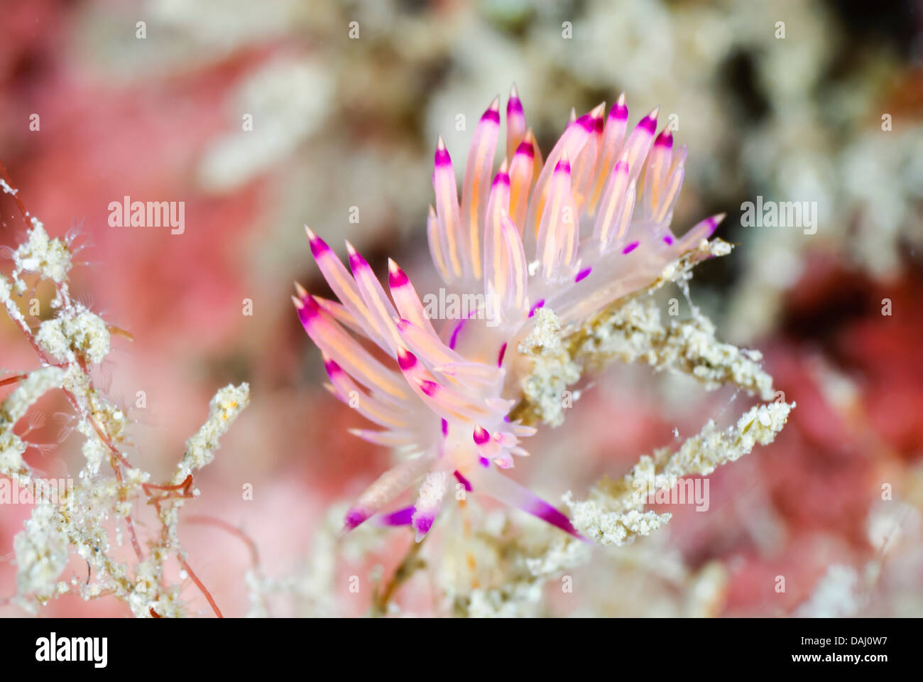 sea slug or nudibranch, Coryphellina lotos, Lembeh Strait, Sulawesi, Indonesia, Pacific Stock Photo