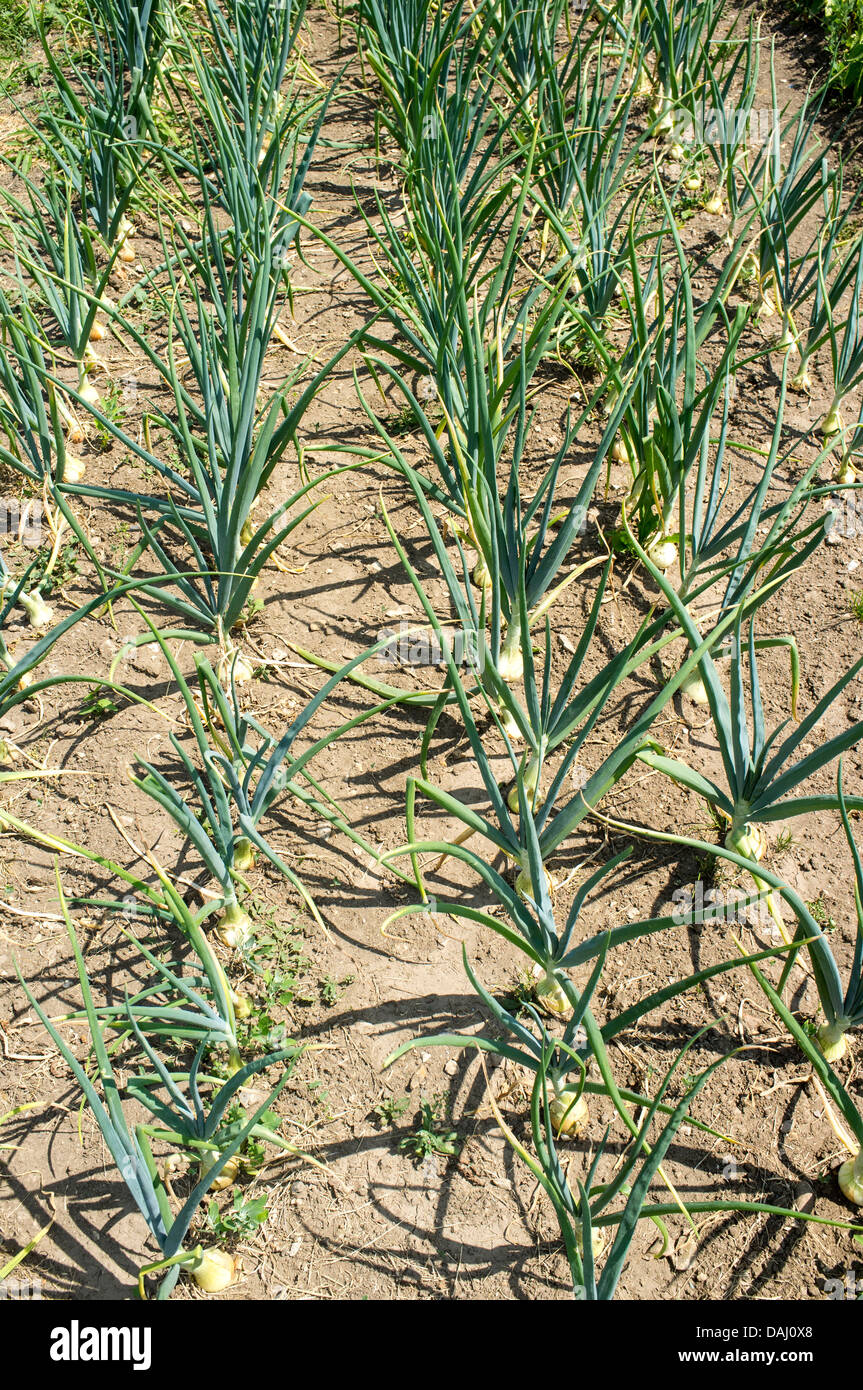 Rows of Onions growing in a UK garden Stock Photo