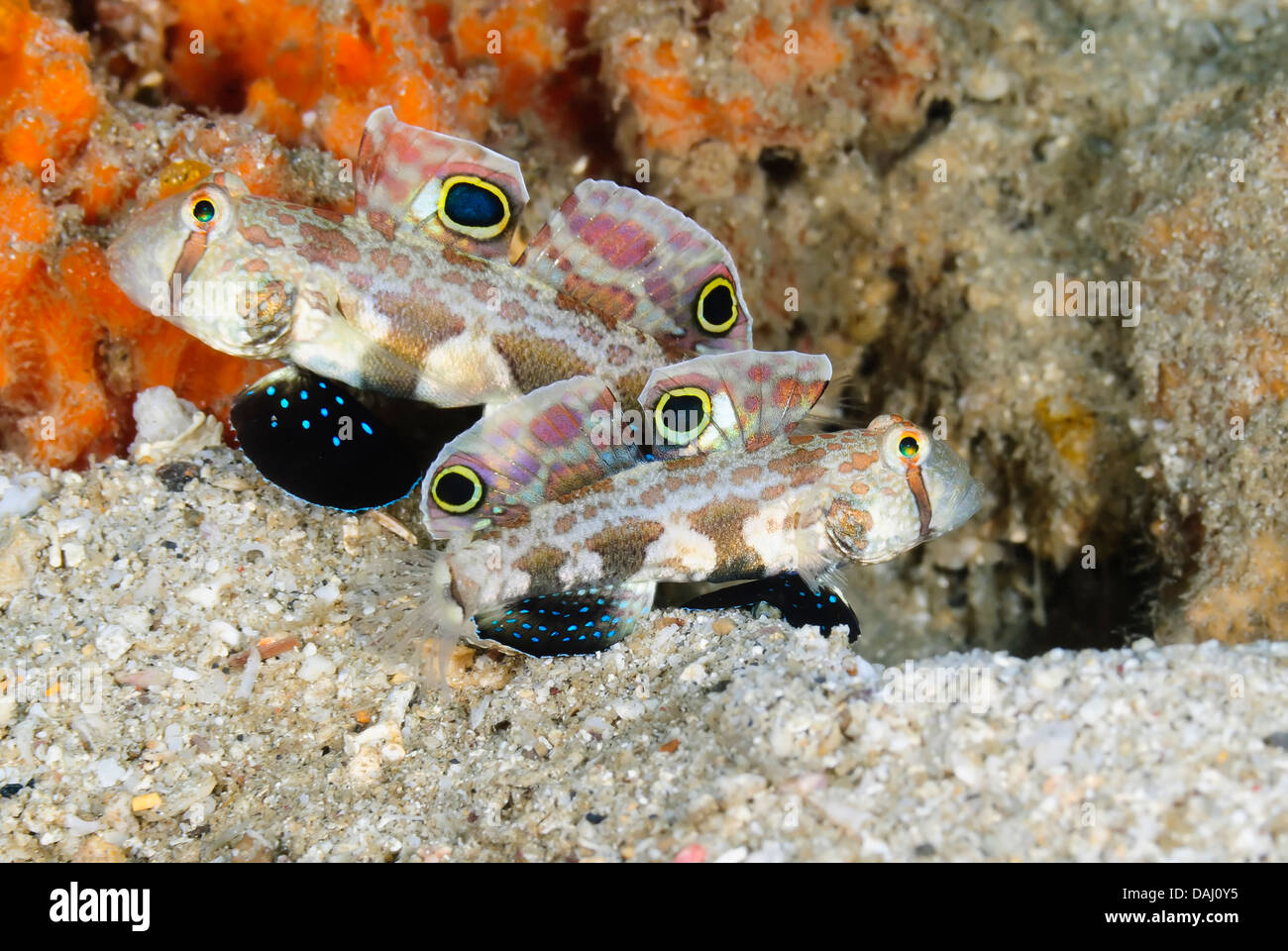 Signal goby or crab eye goby, Signigobius biocellatus, Lembeh Strait, Sulawesi, Indonesia, Pacific Stock Photo