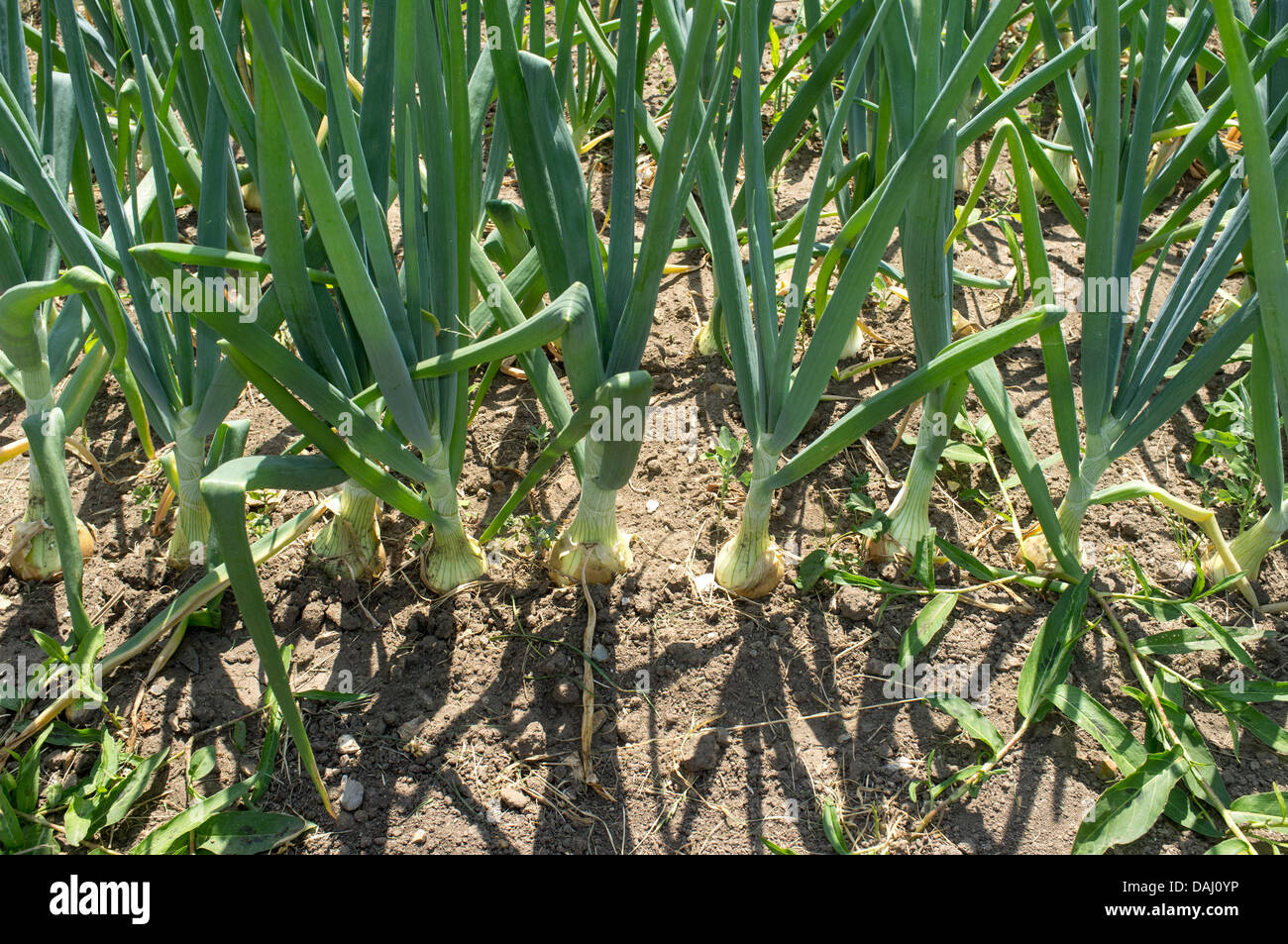 Rows of Onions growing in a UK garden Stock Photo