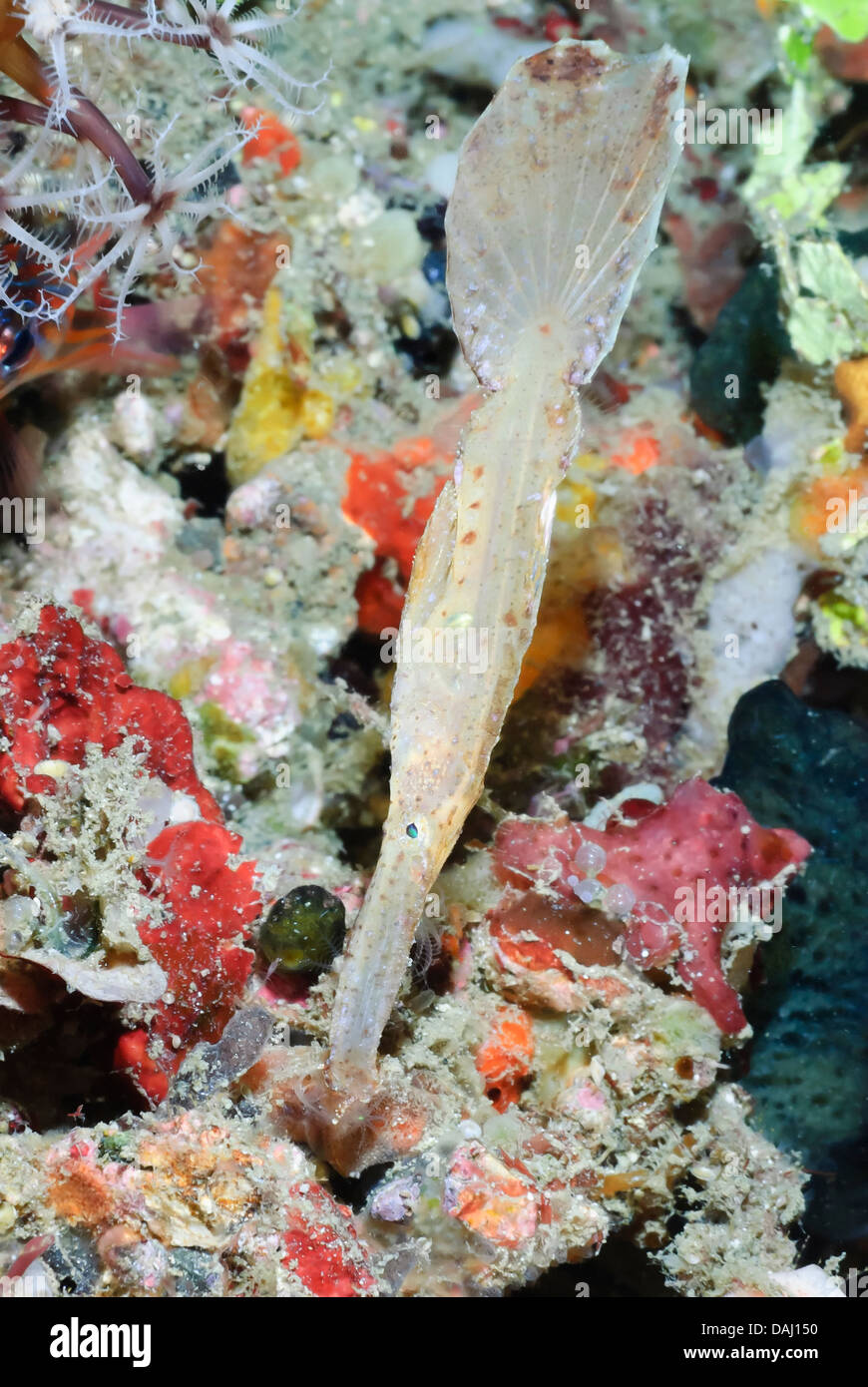 Robust Ghost Pipefish, Solenostomus Cyanopterus, Lembeh Strait ...