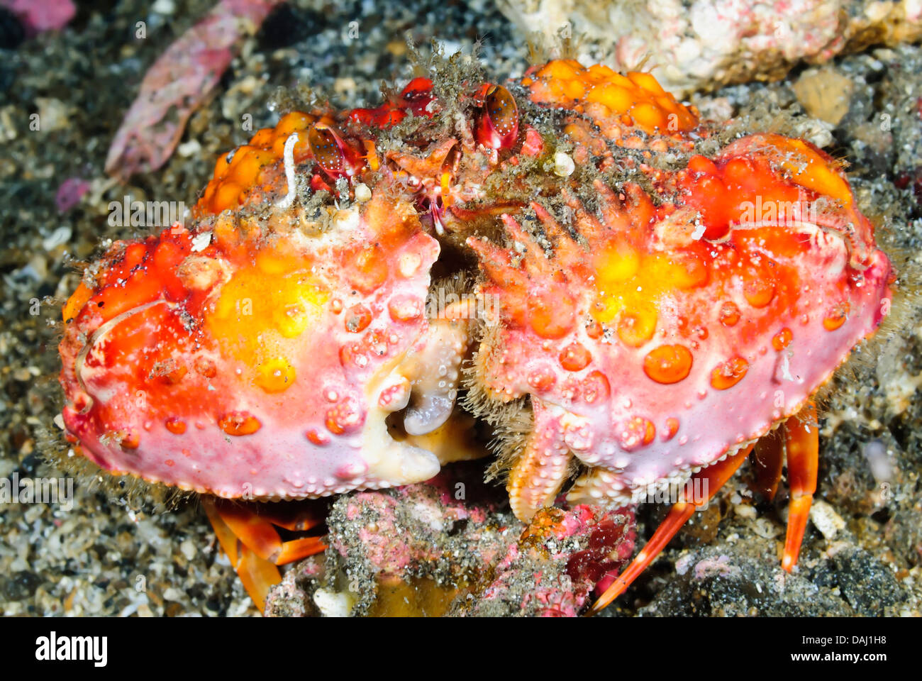 Two Horn Box Crab, Calappa bicornis, Lembeh Strait, Sulawesi, Indonesia, Pacific Stock Photo
