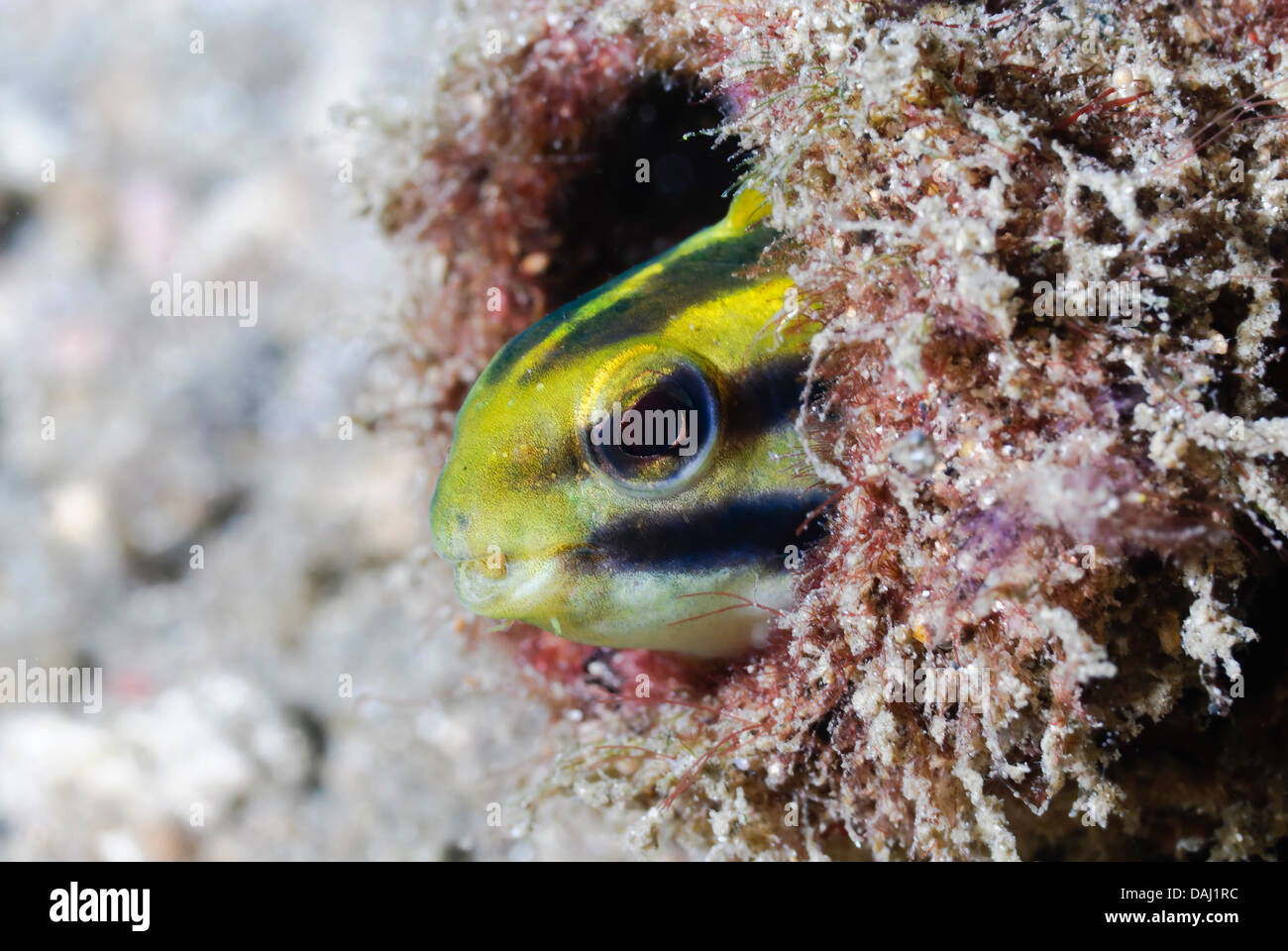 Striped fangblenny, Meiacanthus grammistes, Lembeh Strait, Sulawesi, Indonesia, Pacific Stock Photo