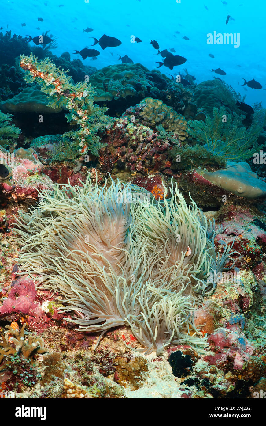 Leathery sea anemone, Hecteractis crispa, Bunaken Marine Park, North Sulawesi, Indonesia, Pacific Stock Photo