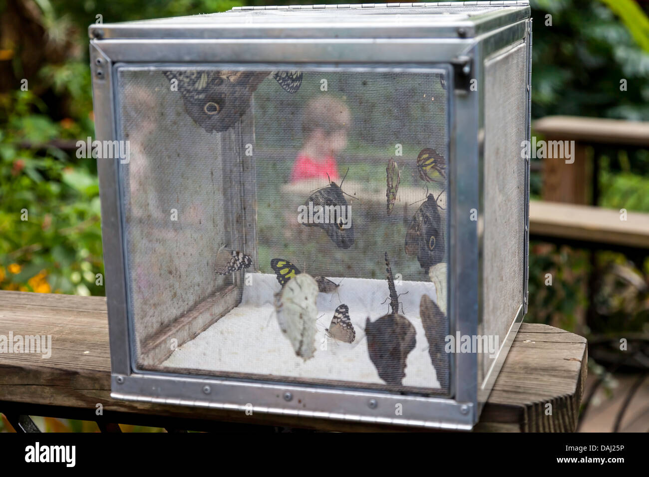Butterfly release cage with assortment of tropical butterflies Stock