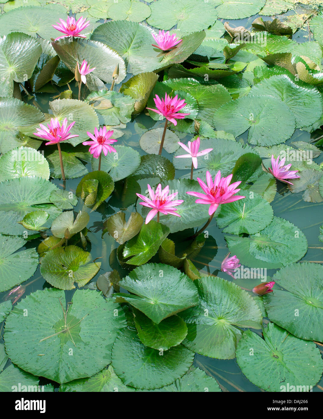 Water: Water Flowers in Natural Water: Water Flowers in Natural