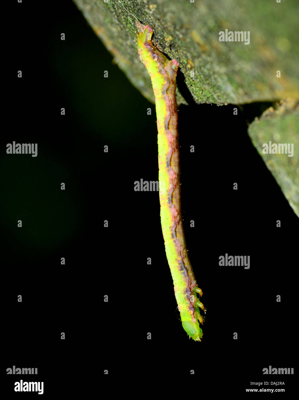 Inch worm hires stock photography and images Alamy