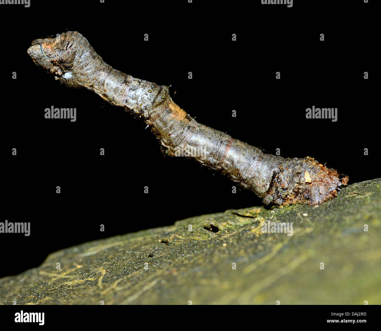 Spanworm mimmicking a tree twig perched on a wooden plank. Stock Photo