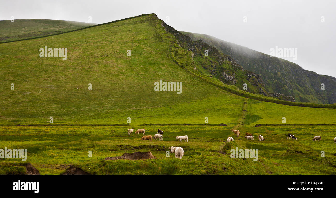 A lush shades of green valley landscape with cows grazing in a field ...