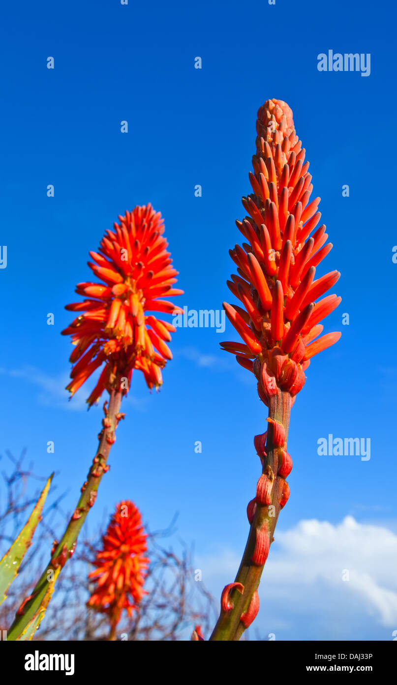 cactus plants garden back yard plant red hot fiery pokers flowers Yarromie Hallett Cove Adelaide South Australia Stock Photo