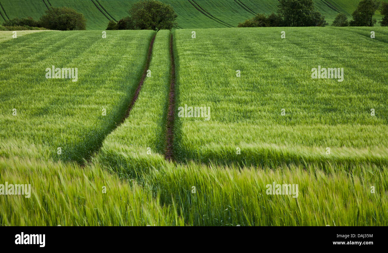 Leading lines empty pathway through shades of green wheat field landscape scene, path through field, Westmeath, Ireland, Europe, West Meath countryside Stock Photo