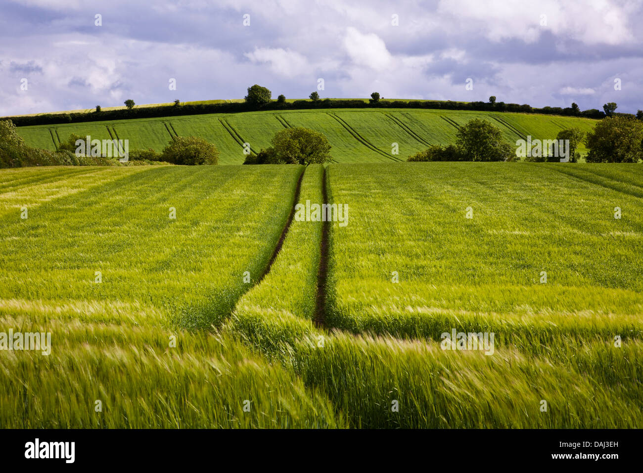 Shades of green wheat field landscape scene with a tractor wheel pathway in Westmeath countryside, Ireland, landscapes, Europe, winding path scenic Stock Photo