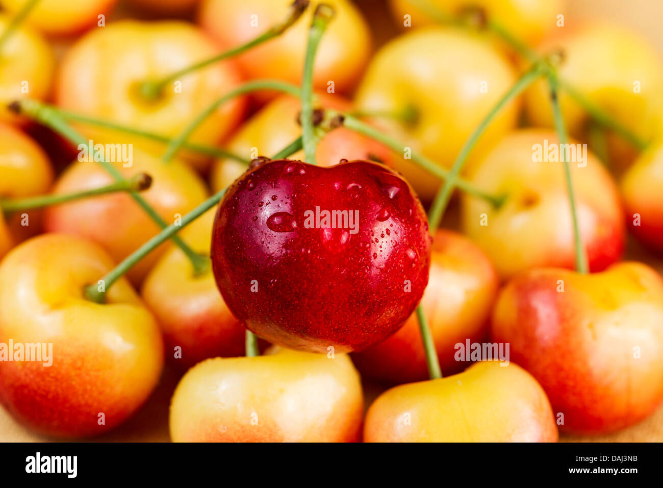 Closeup horizontal photo of a single red Rainier cherry, with water drops, in pile of golden cherries in background Stock Photo