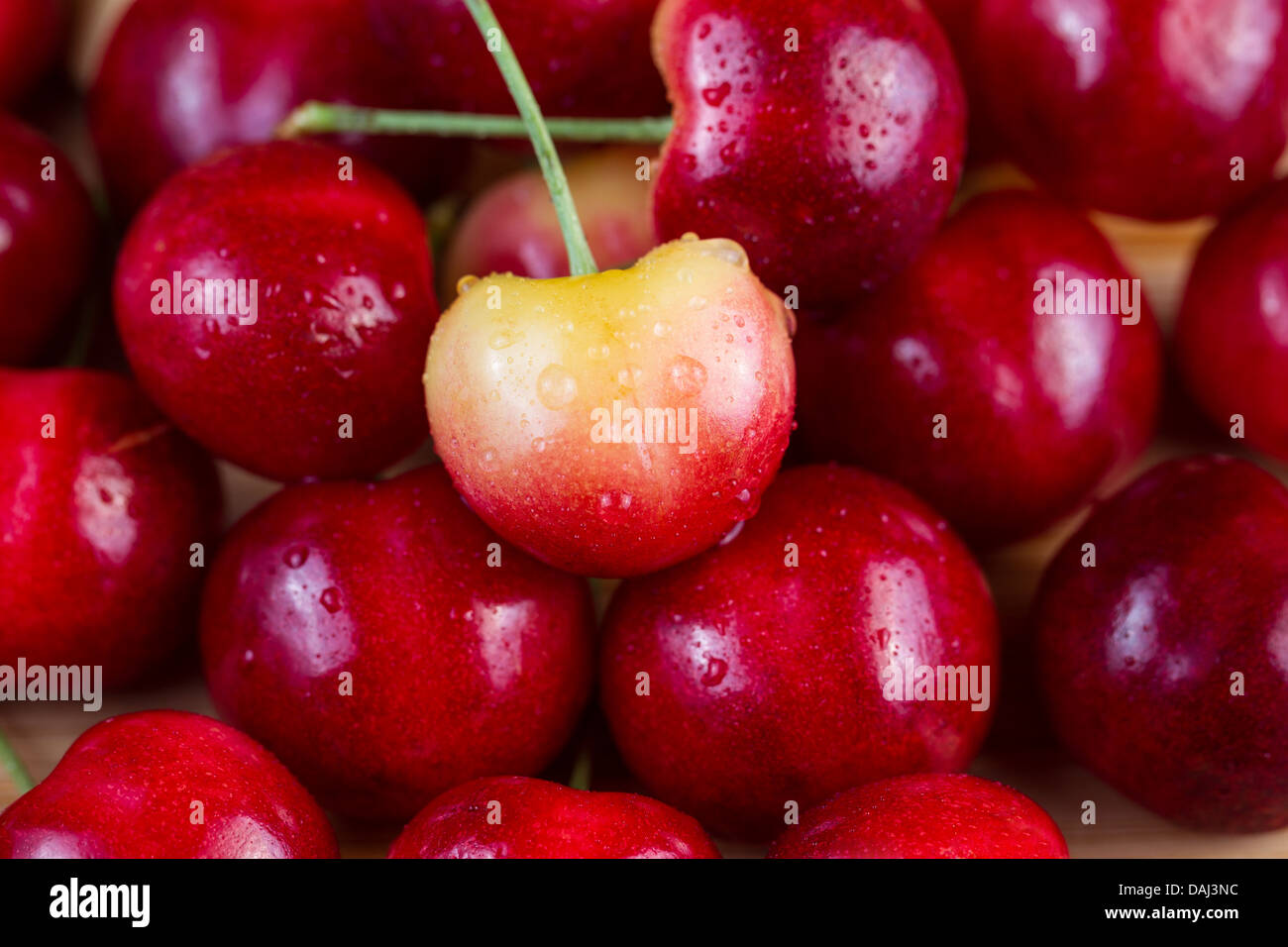 Closeup horizontal photo of a single Yellow Rainier cherry, with water drops, in pile of red cherries in background Stock Photo