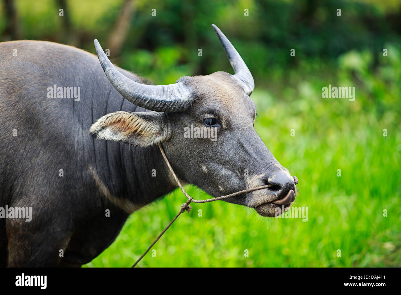 Vietnam water buffalo hires stock photography and images Alamy