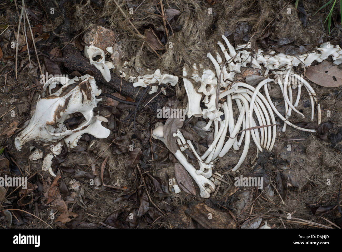 The skeleton of a stray dog lies on the site on which it recently died, on a hill in Shek O in Hong Kong on July 14, 2013. Stock Photo
