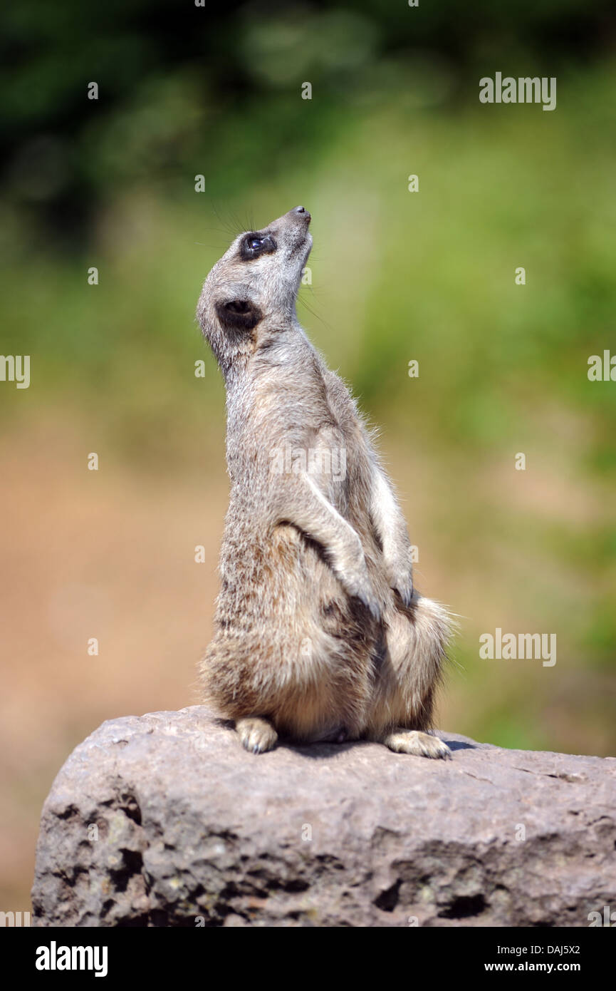 MEERKAT LOOKING UPWARDS RE ANIMALS FUNNY MEERKATS WILDLIFE SEARCHING SNIFFING INSURANCE COMPANY COMPARE THE MARKET VISION EYE UK Stock Photo