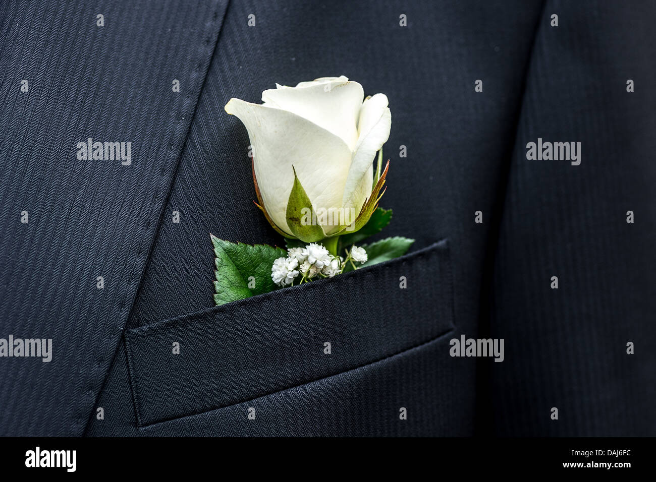 rose, white, suit, jacket, pocket Stock Photo - Alamy