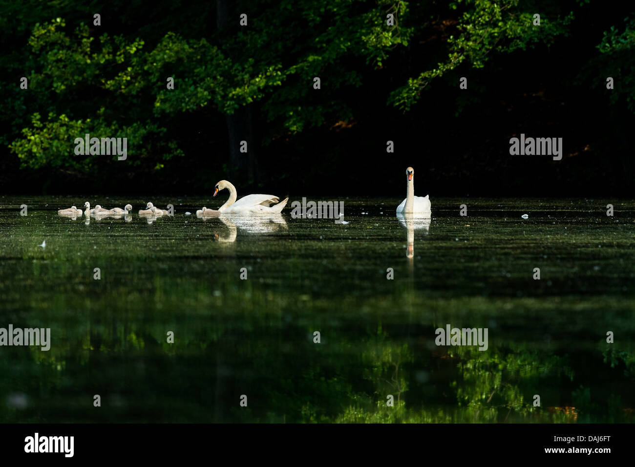 swan, swans, pond, lake Stock Photo Alamy