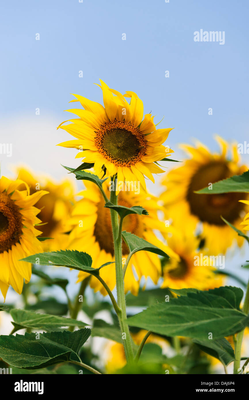 sunflowers genetically modified gmo in the field in near Edirne Turkey Stock Photo