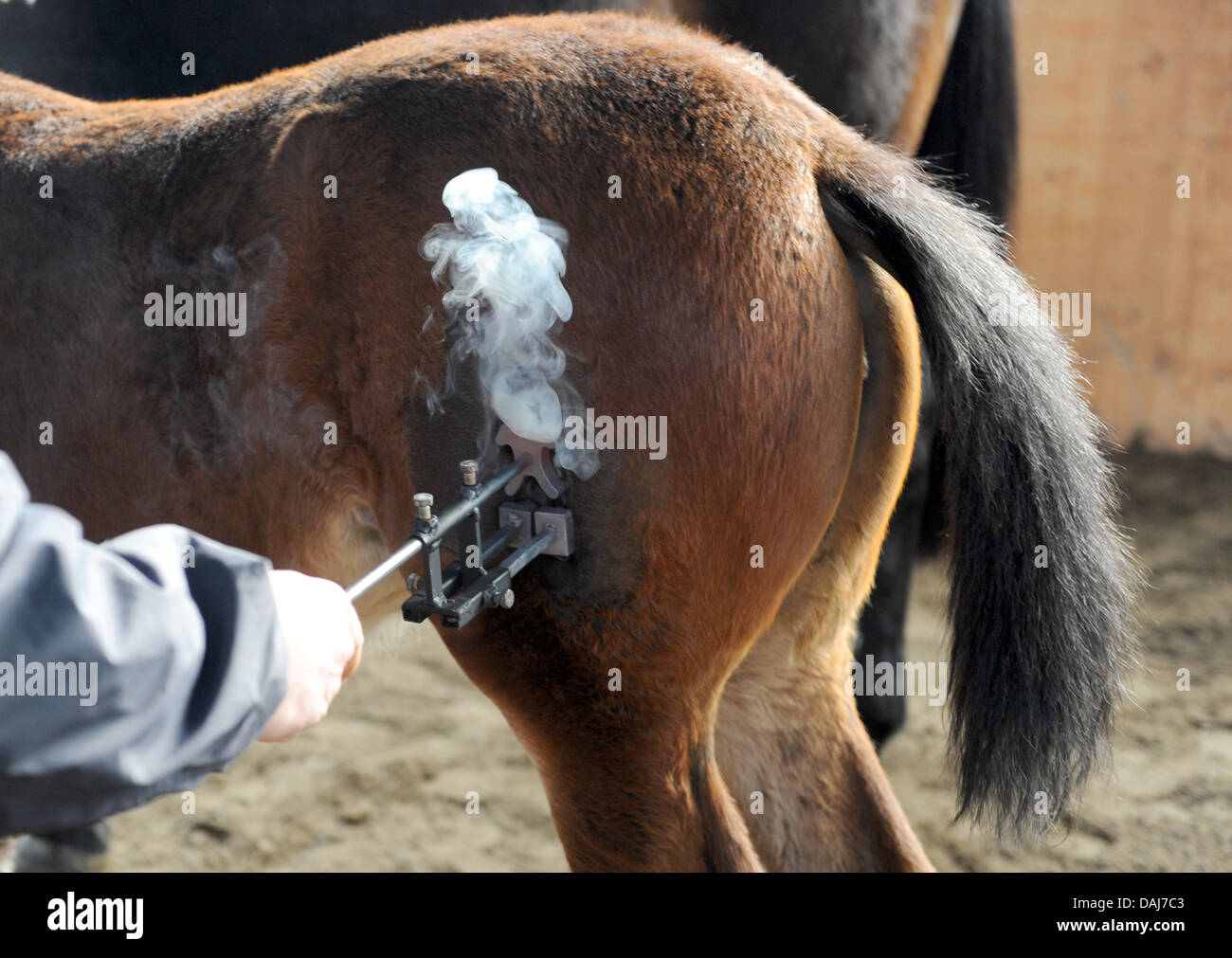 A foal's thigh is branded in Berlin, Germany, 21 March 2011. German Council asked the federal government to provide a bill banning thigh brandings. Photo: Joerg Carstensen Stock Photo