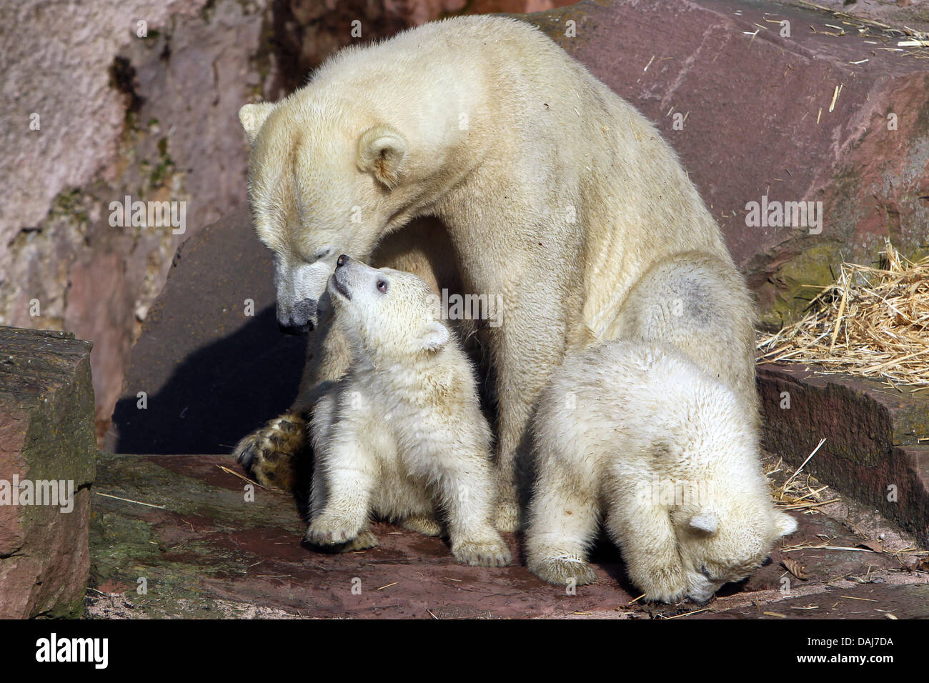 The polar bear cubs Gregor and Aleut and their mother Vera explore