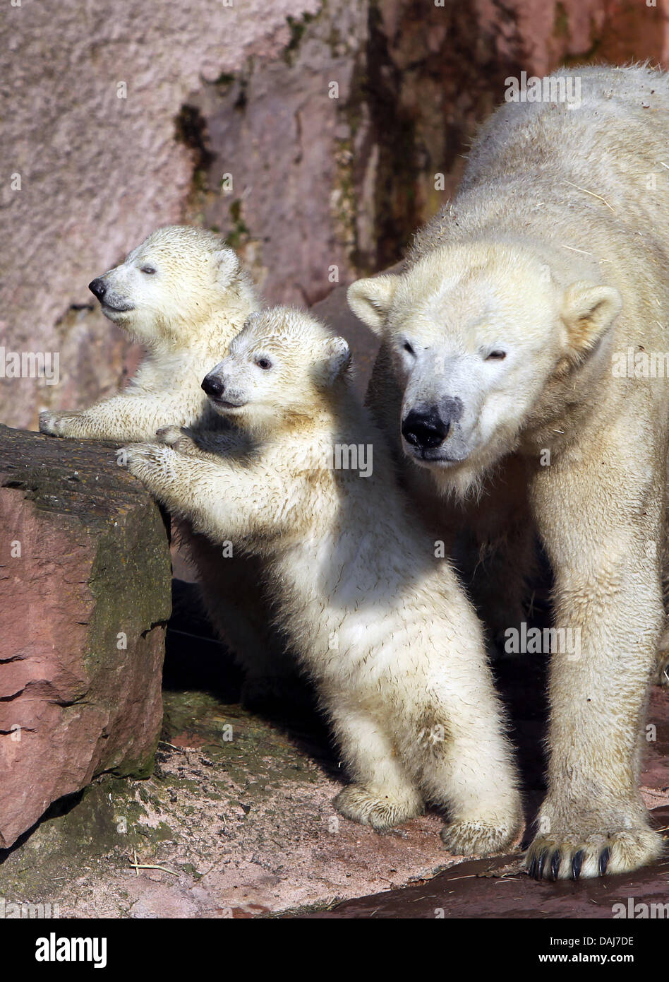 The polar bear cubs Gregor and Aleut and their mother Vera explore(00)
