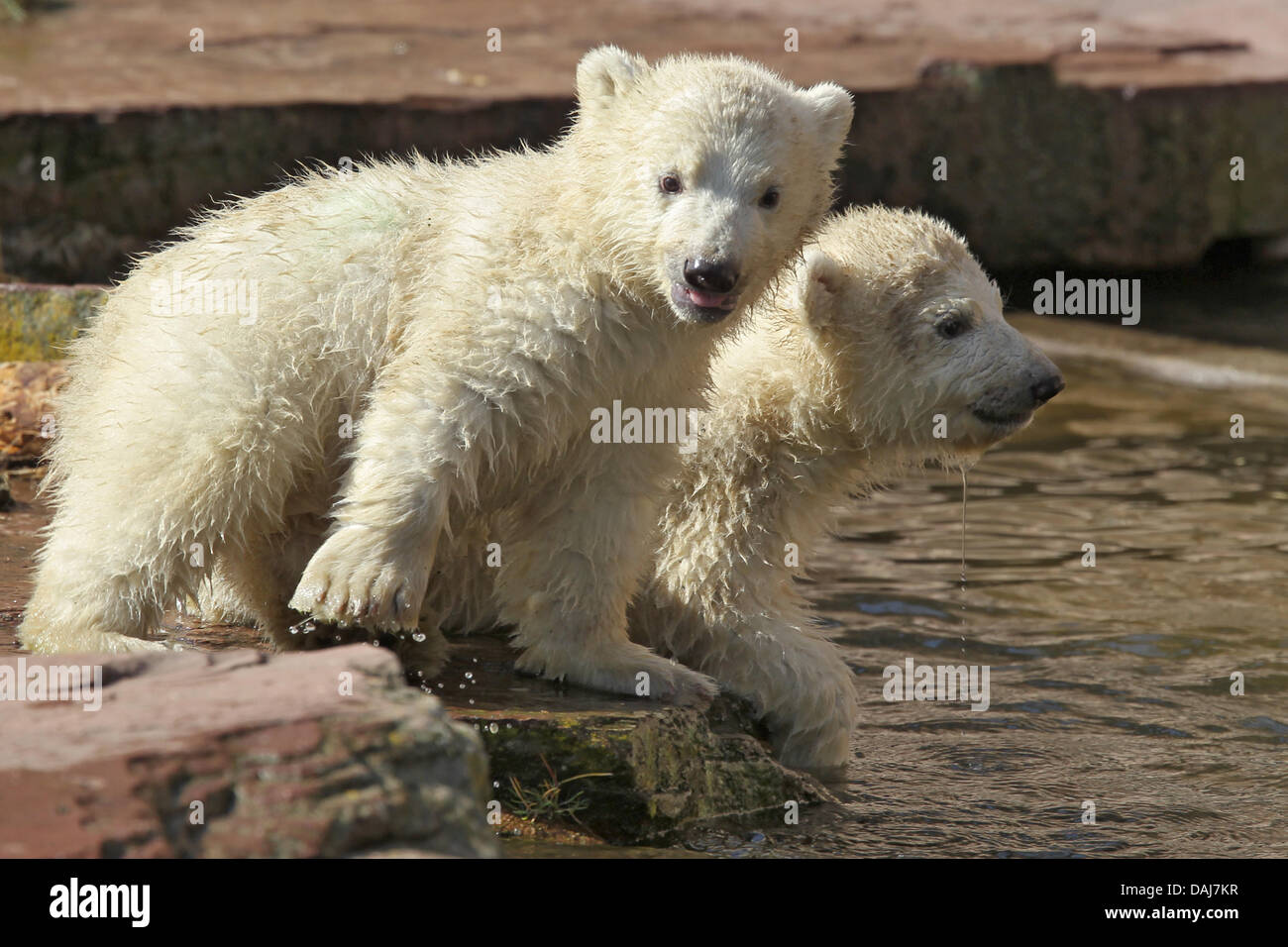The picture shows two polar bear young in the zoo in Nuremberg, Germany