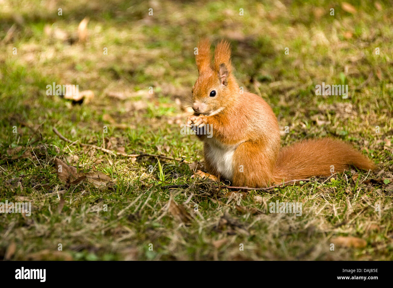 The picture shows a squirrel eating a walnut at the Great Garden in Dresden, Germany on 24 March 2011. It is mating season for squirrels. After a carrying time of 40 days the youngs are born. Photo: Robert Schlesinger Stock Photo