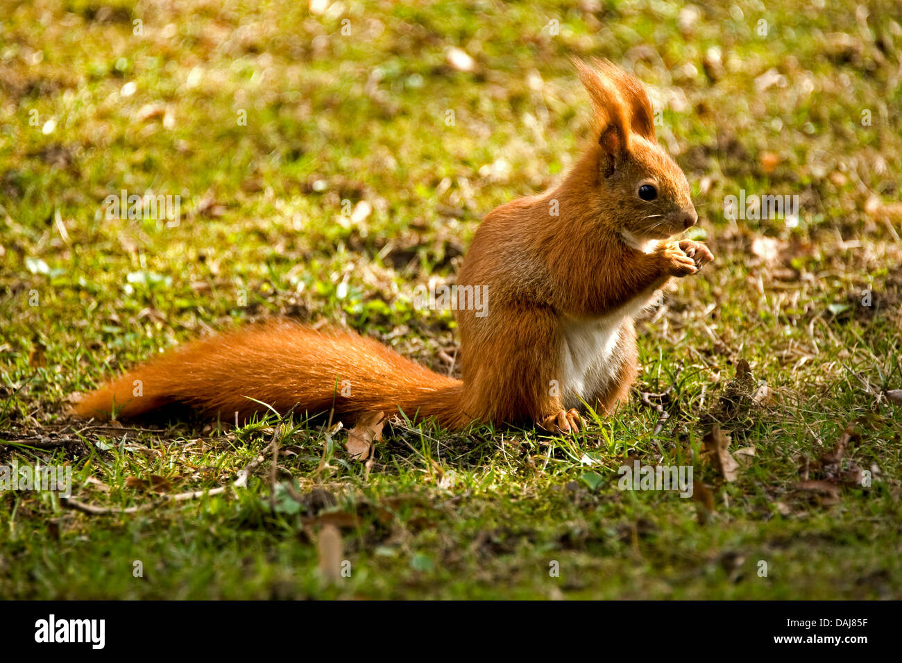 The picture shows a squirrel eating a walnut at the Great Garden in