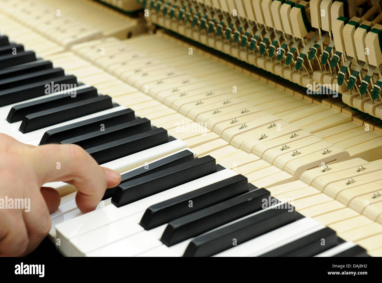 The picture shows an employee of the German pianoforte manufacturer  Grotrian-Steinweg checking a piano in Braunschweig, Germany on 24 March  2011. The family enterprise, which is now in the 6th generation, has