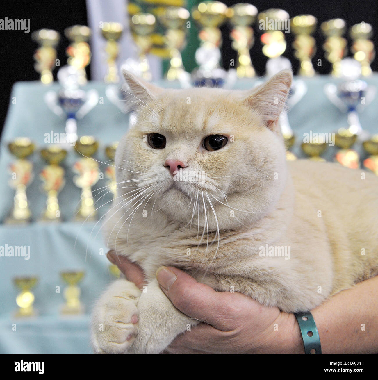 Tomcat Quintino Vom Hause Dinort Pictured At 1st Saxonian Cat