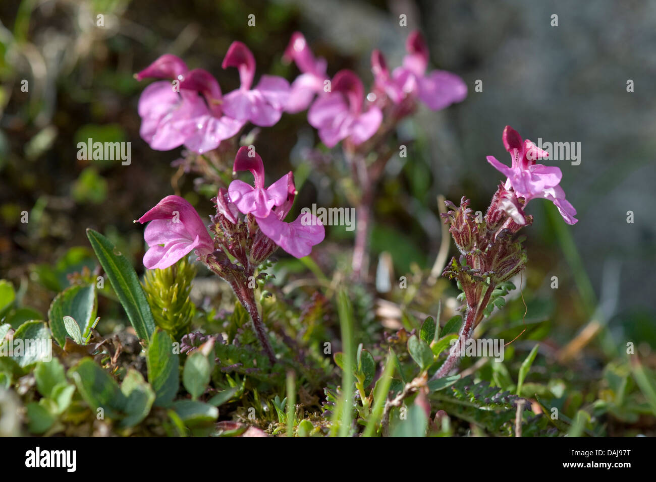 Kerner's Lousewort (Pedicularis kerneri), blooming, Switzerland Stock Photo