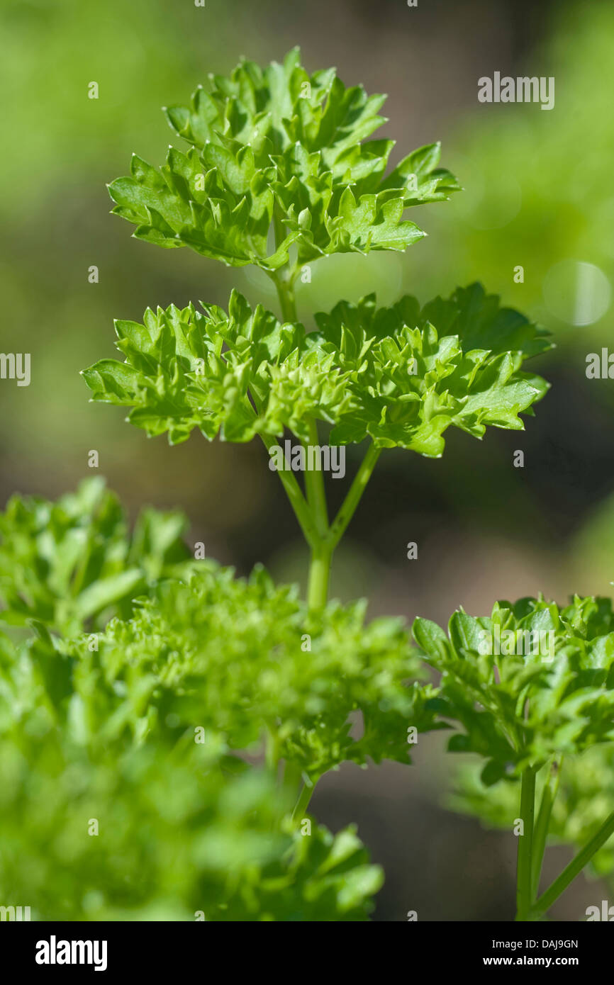 garden parsley (Petroselinum crispum), in a garden Stock Photo