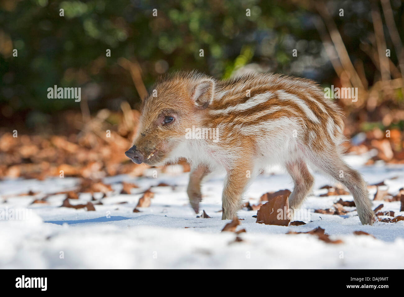 wild boar, pig, wild boar (Sus scrofa), shote in the snow, Germany Stock Photo