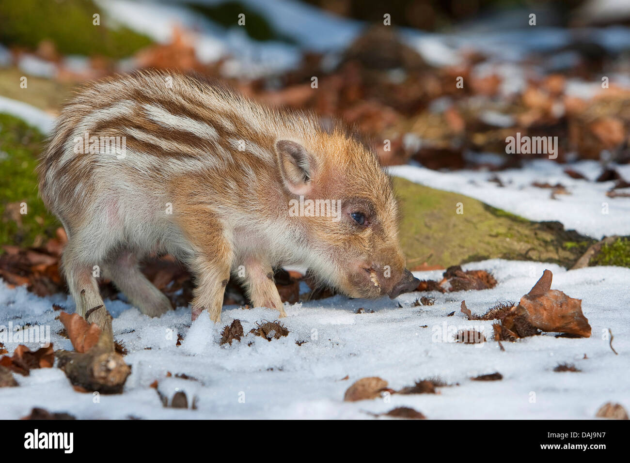 wild boar, pig, wild boar (Sus scrofa), shote sniffing in the snow, Germany Stock Photo