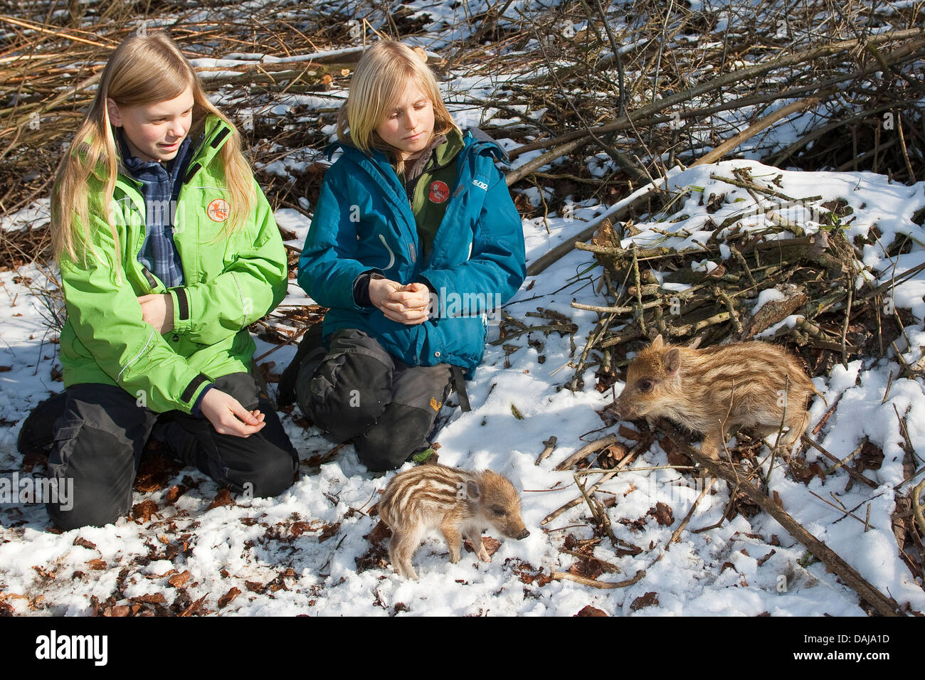 wild boar, pig, wild boar (Sus scrofa), children with two orphaned shotes in the winterly garden, Germany Stock Photo