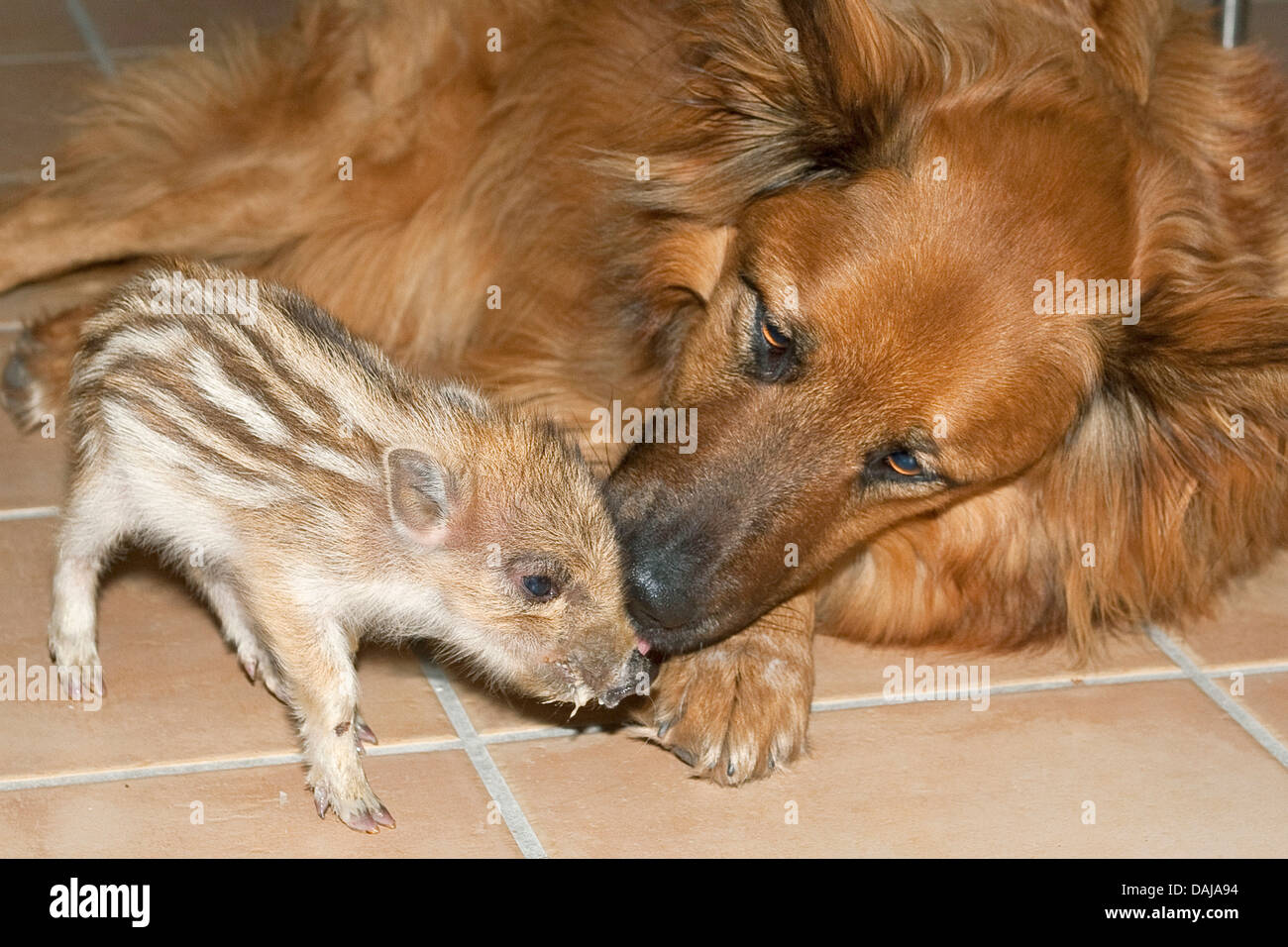 wild boar, pig, wild boar (Sus scrofa), dog licking a shote clean, Germany Stock Photo