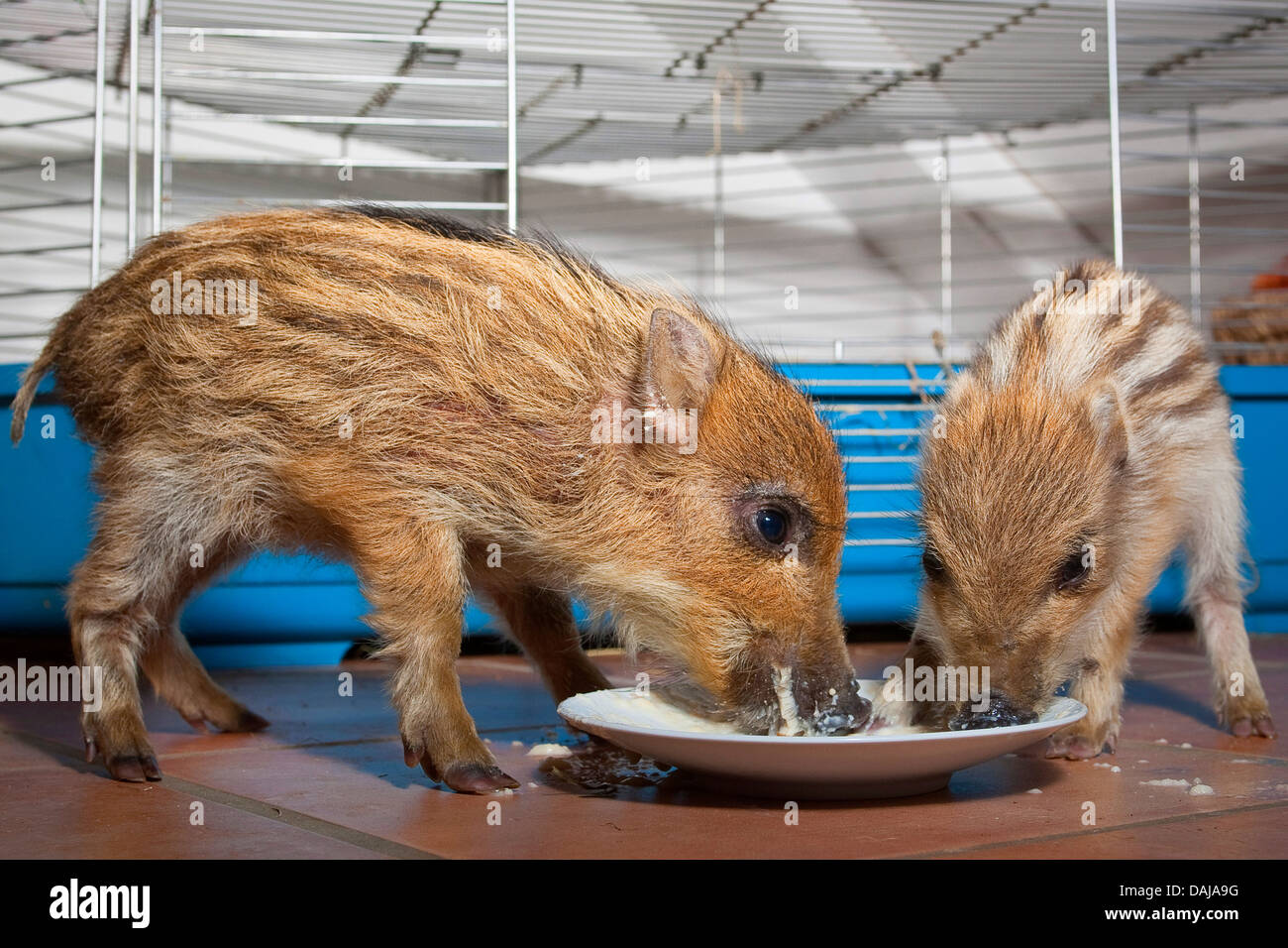 wild boar, pig, wild boar (Sus scrofa), two gentle young animals feeding from a plate , Germany Stock Photo
