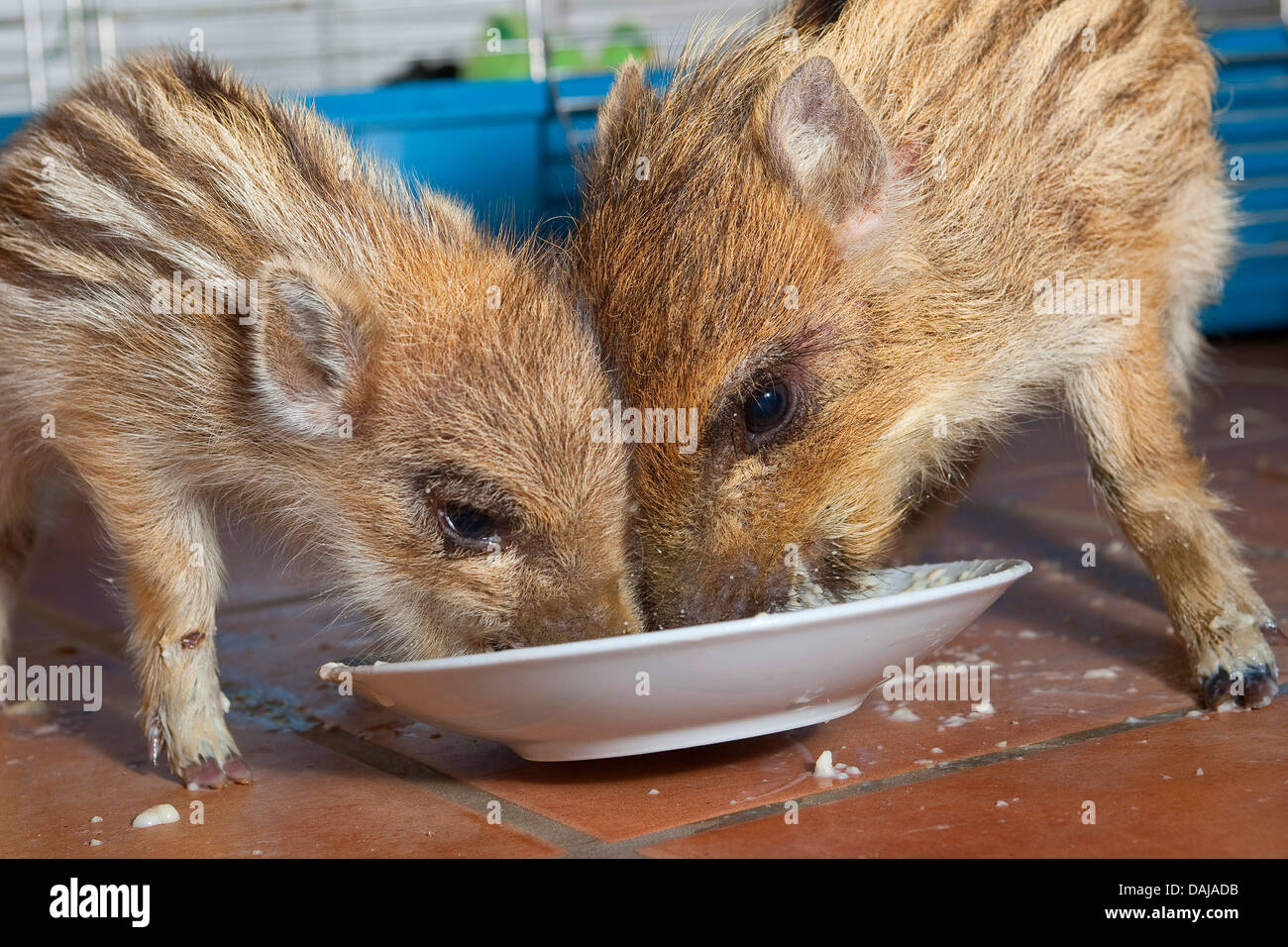 wild boar, pig, wild boar (Sus scrofa), two gentle young animals feeding in milk softened zwiebacks from a plate , Germany Stock Photo