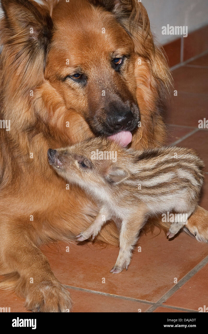 wild boar, pig, wild boar (Sus scrofa), dog licking a shote clean, Germany Stock Photo