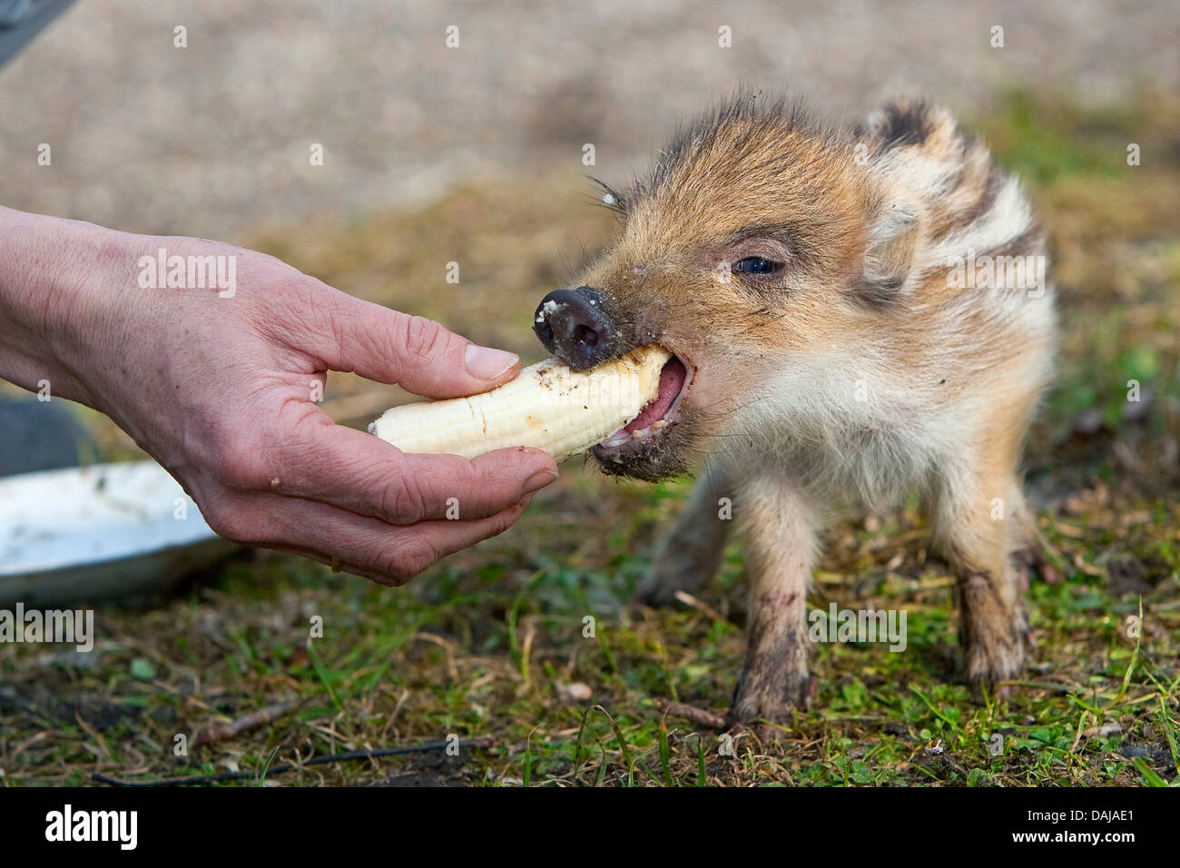 wild boar, pig, wild boar (Sus scrofa), shote biting off a banana, Germany Stock Photo